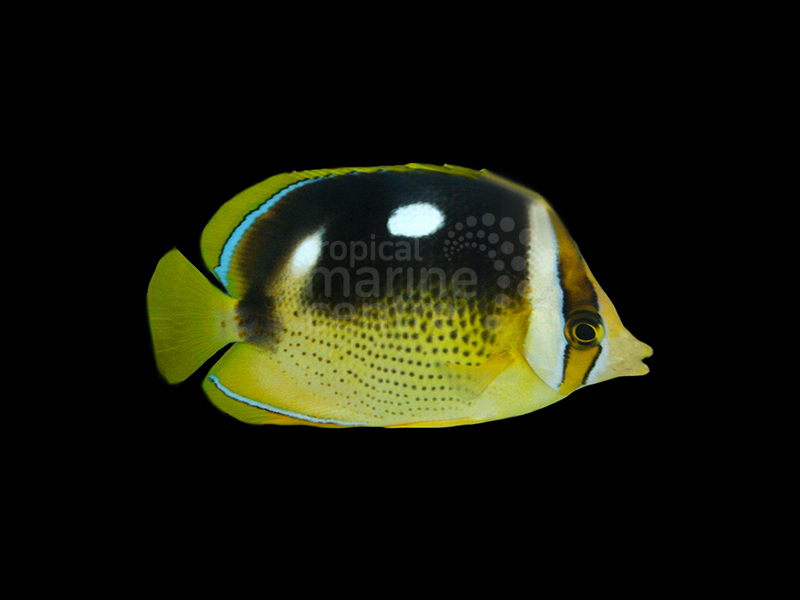 fourspot butterflyfish