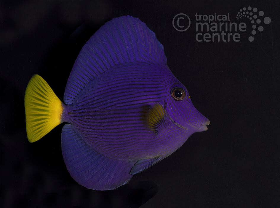 purple tang fish