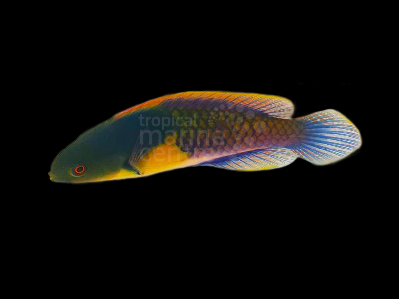 Wrasse - Yellow Flanked Fairy