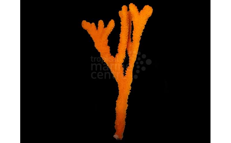 coral orange tree